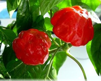 Scotch Bonnet Chile Pepper seed Capsicum chinense